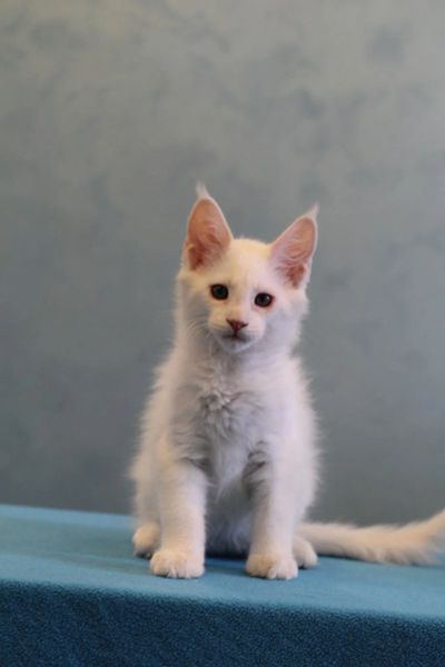 Лот: 11489529. Фото: 1. Белый мейн-кун. Кошки, котята