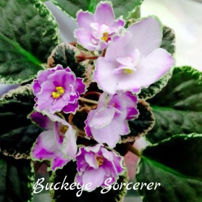 Лот: 5383079. Фото: 1. Фиалка сортовая Buckeye Sorcerer... Горшечные растения и комнатные цветы