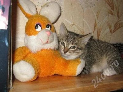 Лот: 361731. Фото: 1. Отдам замечательных котяток. Остальные животные