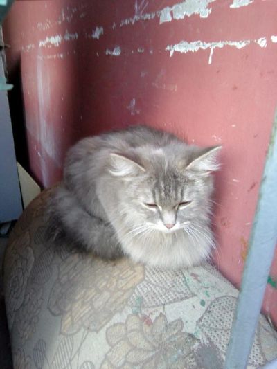 Лот: 7731372. Фото: 1. кошка 3. Кошки, котята