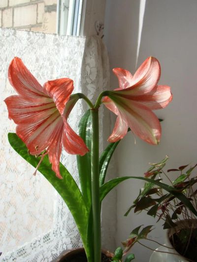 Лот: 9764951. Фото: 1. Цветок Амариллис. Горшечные растения и комнатные цветы