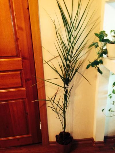 Лот: 4550307. Фото: 1. Пальма финиковая с горшком, высота... Горшечные растения и комнатные цветы