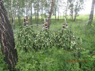Лот: 9945464. Фото: 1. веник березовый. Банные принадлежности