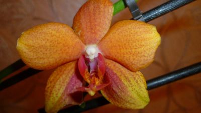 Лот: 4880318. Фото: 1. орхидея фаленопсис ( Queen Nina... Горшечные растения и комнатные цветы