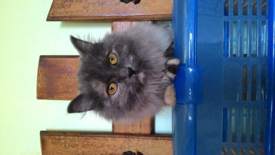 Лот: 4947985. Фото: 1. Отдам подрощенного котенка, девочку. Кошки, котята