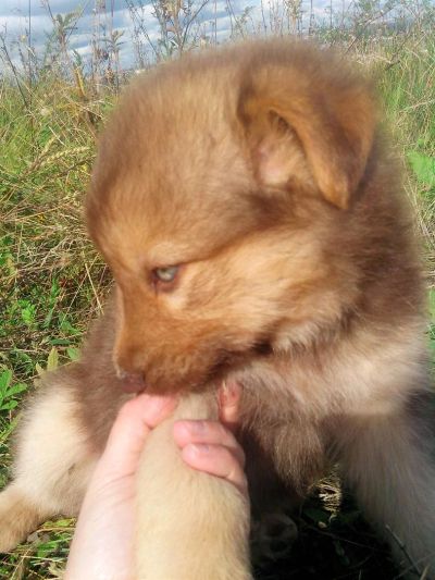 Лот: 3150056. Фото: 1. Полу-хаски в надежные руки. Собаки, щенки