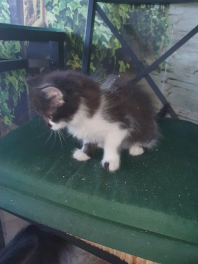 Лот: 14983762. Фото: 1. Кошечка. Кошки, котята
