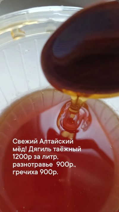 Лот: 23561304. Фото: 1. Мед Алтайский дягиль, гречка... Мёд, продукты пчеловодства