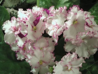 Лот: 3255763. Фото: 1. Лист сортовой фиалки "Ness' Cherry... Горшечные растения и комнатные цветы