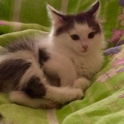 Лот: 18122765. Фото: 1. Котёнок пушистик - неутомимый... Кошки, котята