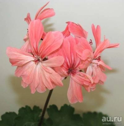 Лот: 15954794. Фото: 1. Пеларгония зональная Frills. Горшечные растения и комнатные цветы