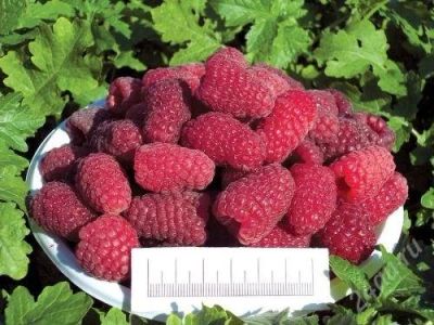 Лот: 2770643. Фото: 1. малина ремонтантная рубиновое... Другое (семена, рассада, садовые растения)