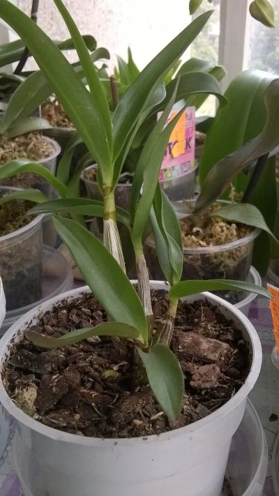 Лот: 11597549. Фото: 1. Продам орхидею дендробиум. Горшечные растения и комнатные цветы