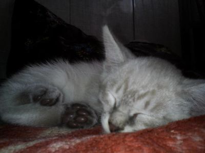 Лот: 6195719. Фото: 1. Котята милашки. Кошки, котята