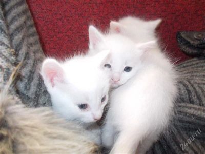 Лот: 2098105. Фото: 1. котята белые. Кошки, котята