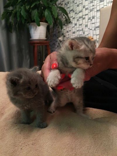 Лот: 7896229. Фото: 1. Шотландские котята. Кошки, котята