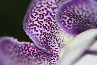 Лот: 2987292. Фото: 1. Глоксиния 6 (цветущая). Горшечные растения и комнатные цветы