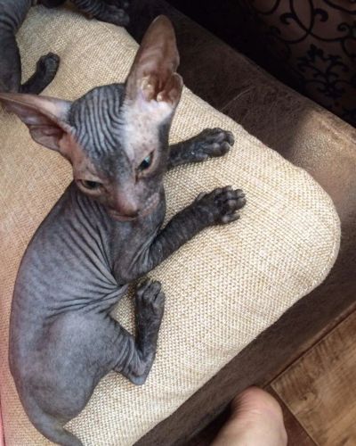 Лот: 9871734. Фото: 1. Сфинкс девочка. Кошки, котята