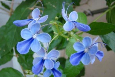 Лот: 6887194. Фото: 1. клеродендрум угандийский (голубые... Горшечные растения и комнатные цветы