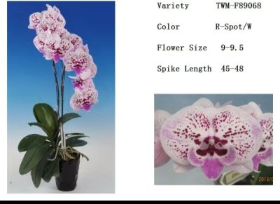 Лот: 14084433. Фото: 1. Орхидея Фаленопсис ,Lioulin Preppy... Горшечные растения и комнатные цветы