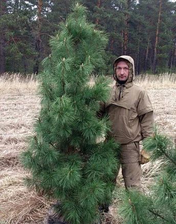 Лот: 9506631. Фото: 1. Саженцы кедр сибирский 180-220... Декоративные кустарники и деревья