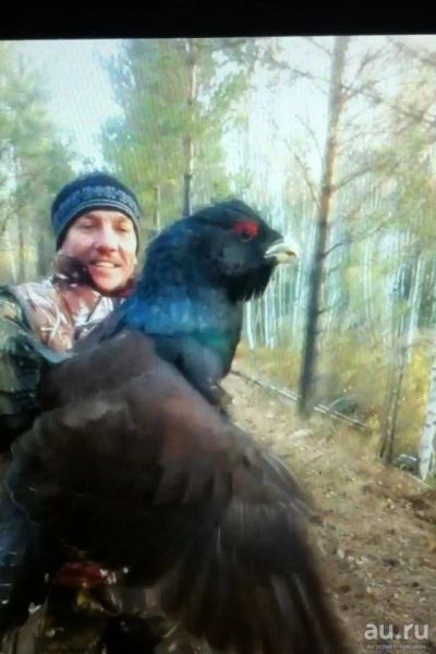 Лот: 8297337. Фото: 1. продам тушку глухаря. Мясо, птица, яйцо