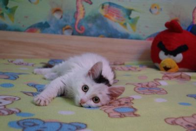 Лот: 8386178. Фото: 1. Пушистый милый котенок. Кошки, котята