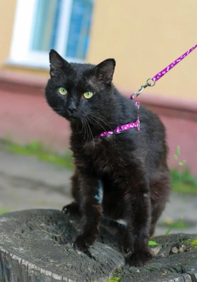 Лот: 7765126. Фото: 1. Коты мышеловы бесплатно. Кошки, котята