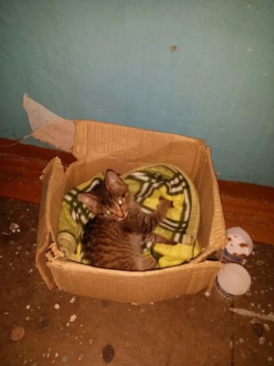 Лот: 12679979. Фото: 1. Ищет новый дом!. Кошки, котята
