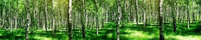 Лот: 10877276. Фото: 1. Фартук для кухни Березы. 3 метра... Столешницы, барные стойки