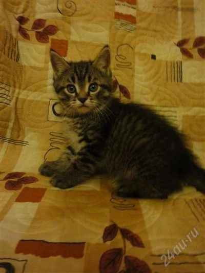 Лот: 1325274. Фото: 1. отдам котенка в хорошие руки!. Кошки, котята