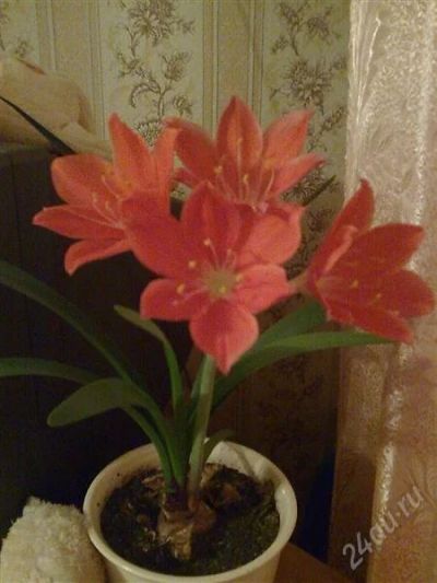 Лот: 995879. Фото: 1. Валлота. Горшечные растения и комнатные цветы