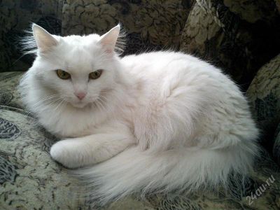 Лот: 1512020. Фото: 1. Кошечка в добрые руки. Кошки, котята