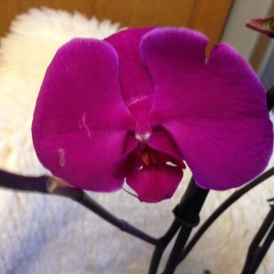 Лот: 8964945. Фото: 1. Орхидея. Горшечные растения и комнатные цветы