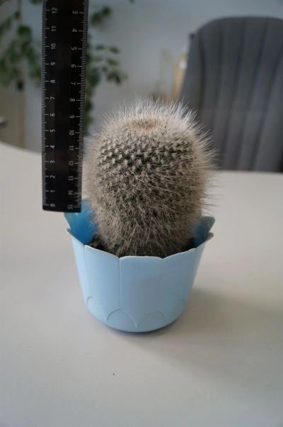 Лот: 3117212. Фото: 1. Кактусы - Коллекция - Mammillaria... Горшечные растения и комнатные цветы