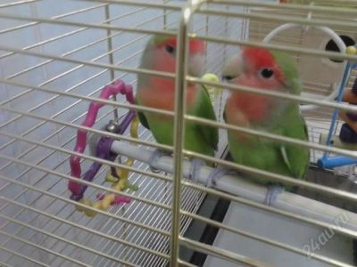 Лот: 2985929. Фото: 1. Попугаи Неразлучники розовощёкие... Птицы
