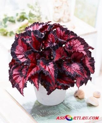 Лот: 12366864. Фото: 1. бегония рекс Beleaf Inca Night. Горшечные растения и комнатные цветы