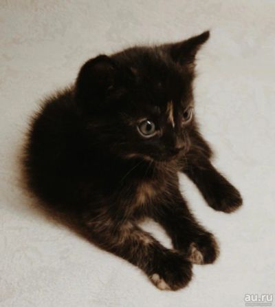 Лот: 10070366. Фото: 1. Маленькая кошечка. Кошки, котята