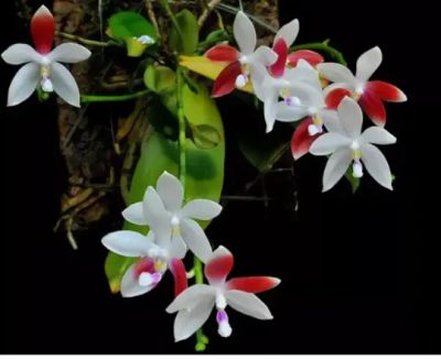 Лот: 16162631. Фото: 1. Орхидея фаленопсис тетраспис с1. Горшечные растения и комнатные цветы