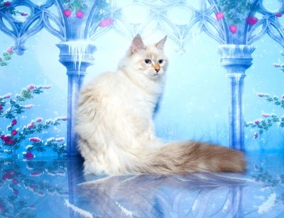 Лот: 9935088. Фото: 1. Невский маскарадный котенок-для... Кошки, котята