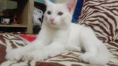 Лот: 10339200. Фото: 1. Белый котёнок, 5 месяцев. Кошки, котята