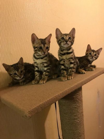 Лот: 11402971. Фото: 1. Бенгальские котята! Обмен не предлагать... Кошки, котята