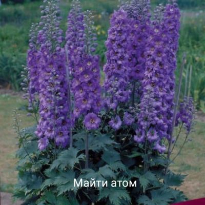 Лот: 15691269. Фото: 1. Дельфиниумы. Садовые цветы