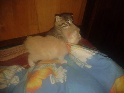 Лот: 6171497. Фото: 1. Рыженький как солнышко котенок... Кошки, котята
