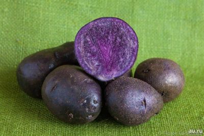 Лот: 15918191. Фото: 1. Американский фиолетовый картофель. Картофель