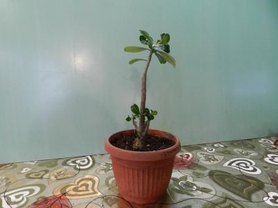Лот: 7501253. Фото: 1. Адениум Obesum Desert Rose Mix... Горшечные растения и комнатные цветы