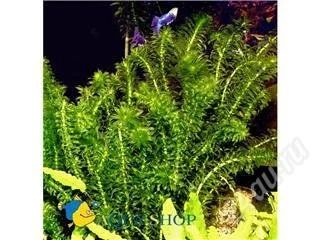 Лот: 86622. Фото: 1. Элодея денса (Egeria (Elodea... Водные растения