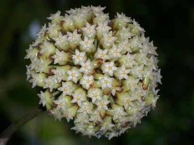 Лот: 9918158. Фото: 1. Хойя Инкрассата Hoya incrassata. Горшечные растения и комнатные цветы
