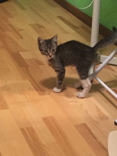 Лот: 11737950. Фото: 1. котенка в хорошие руки. Кошки, котята