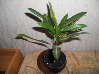 Лот: 1429461. Фото: 1. кротошка. Горшечные растения и комнатные цветы